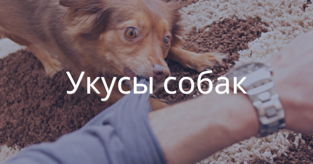 Можно ли получить компенсацию за укус собаки в США?